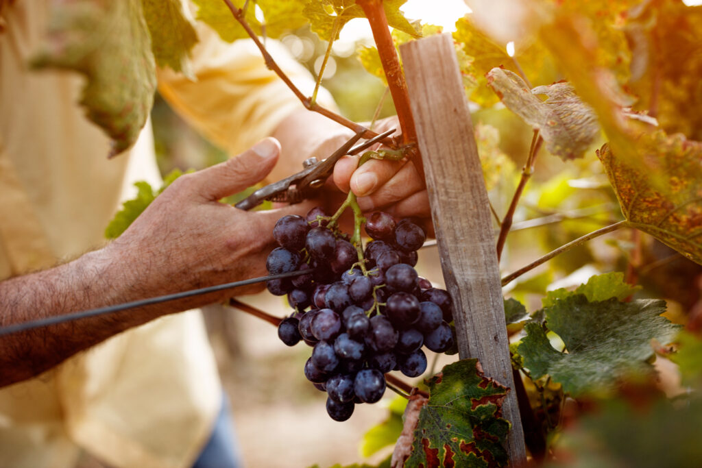 Viticultor cortando racimo de uvas